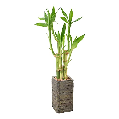 5-Stem Lucky Bamboo