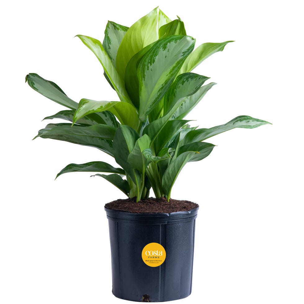 Aglaonema