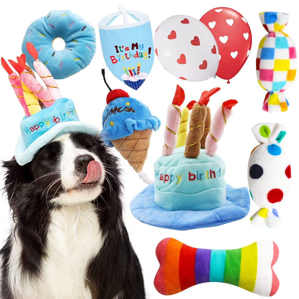 Spoil Your Dog With a Party Pack