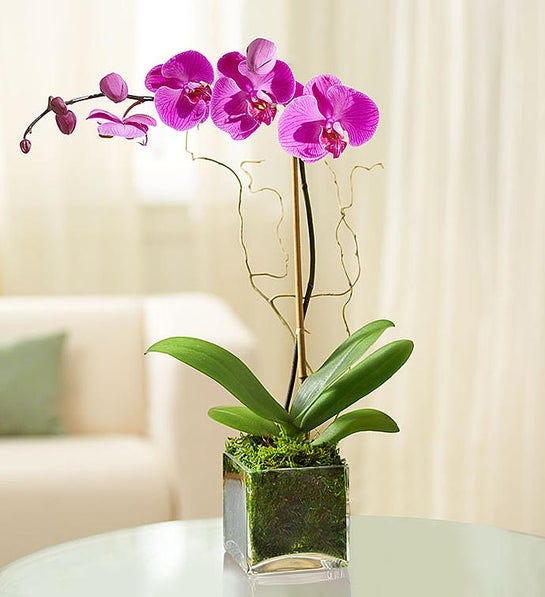 Phalaenopsis