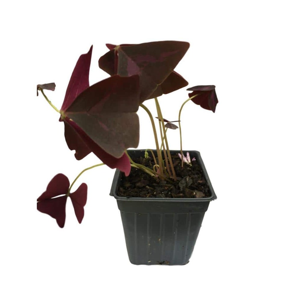 purple oxalis