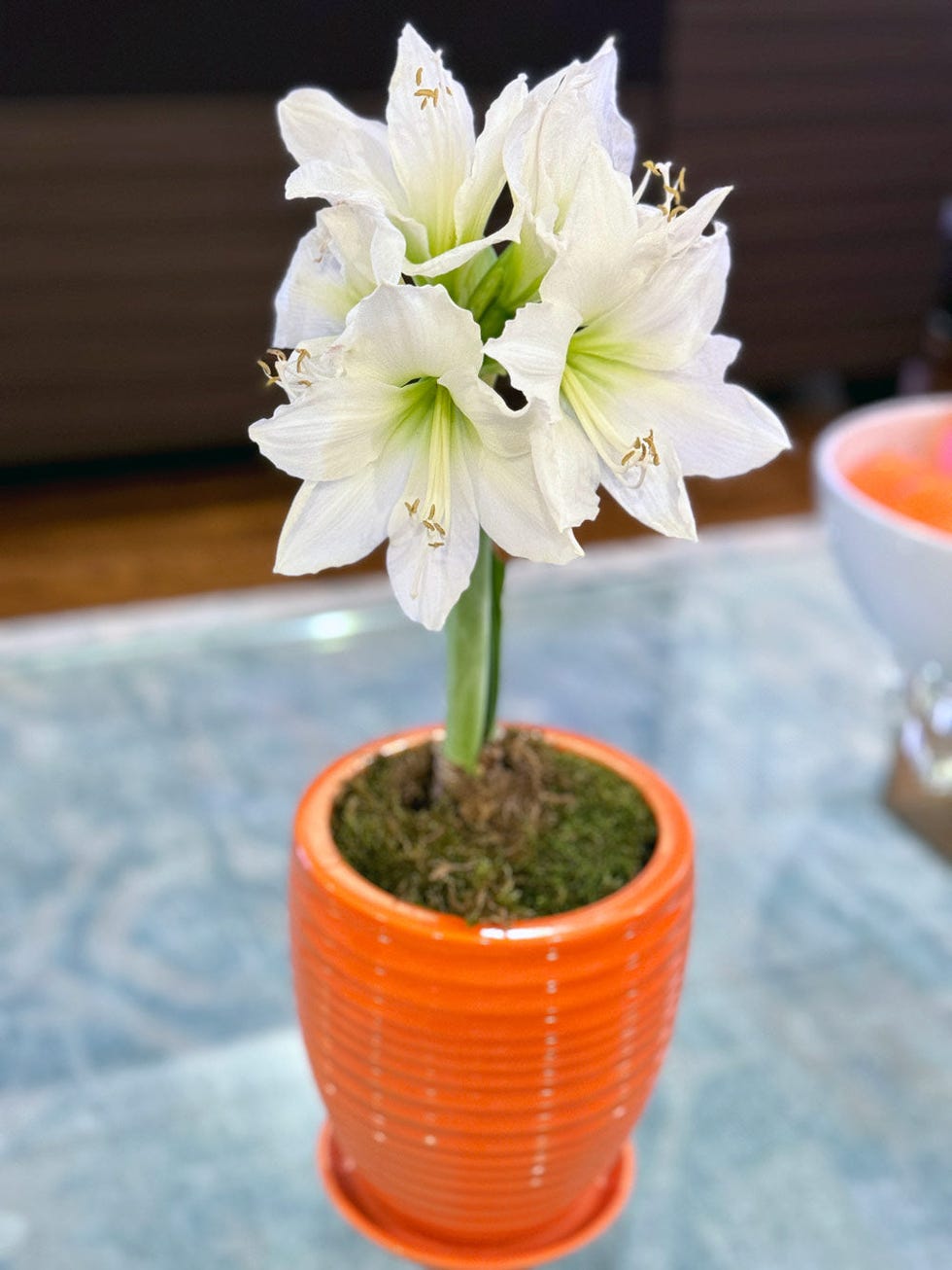 amaryllis 