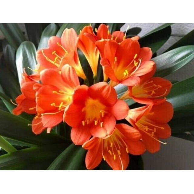 clivia