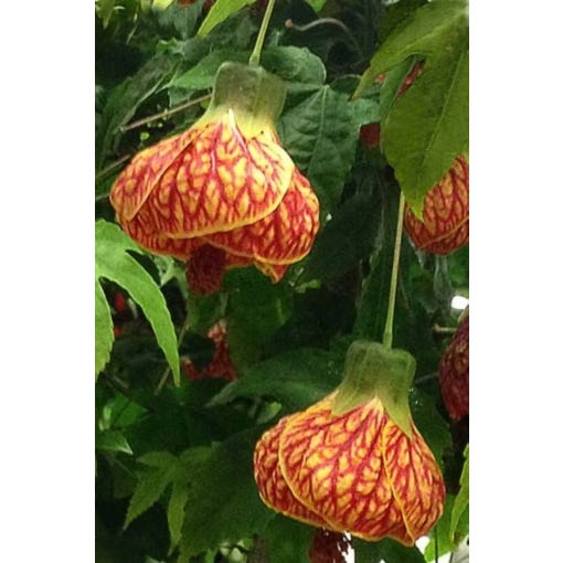 flowering maple 