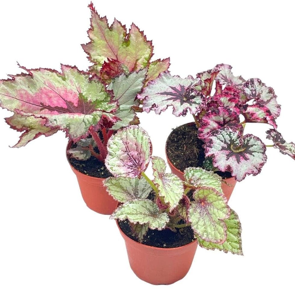 rex begonia