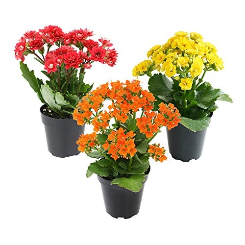 Kalanchoe Living Succulent Plant