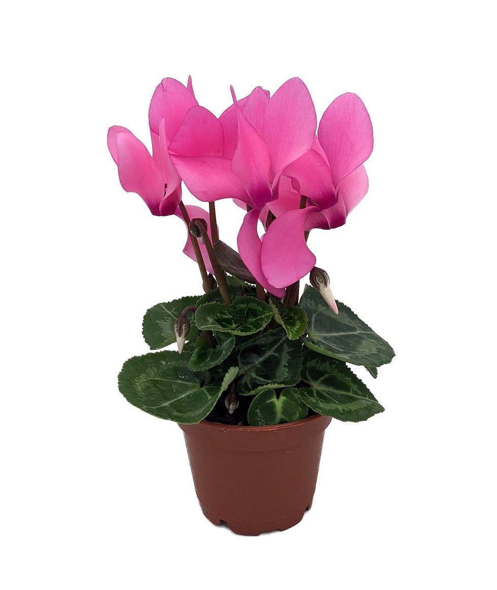 cyclamen