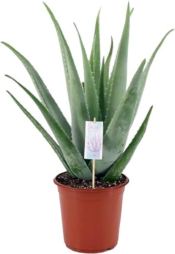 Suculenta Natural Aloe Vera 