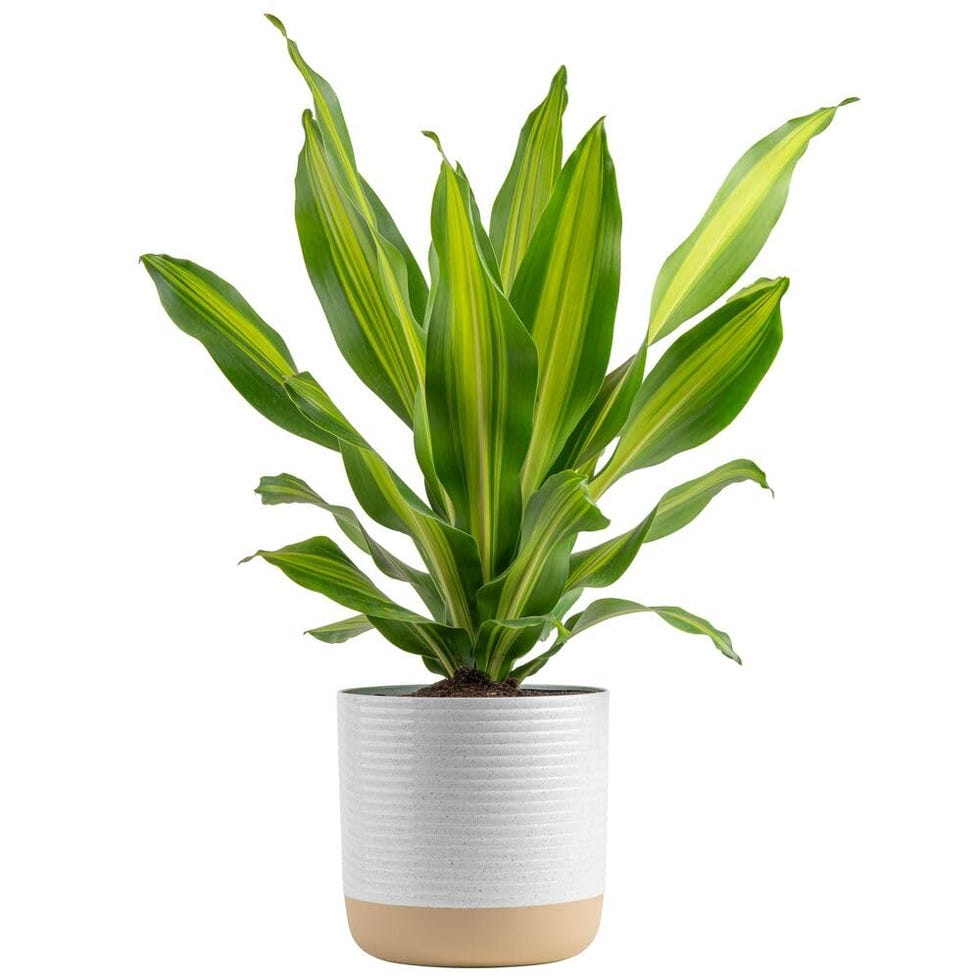 Dracaena Golden Heart Plant