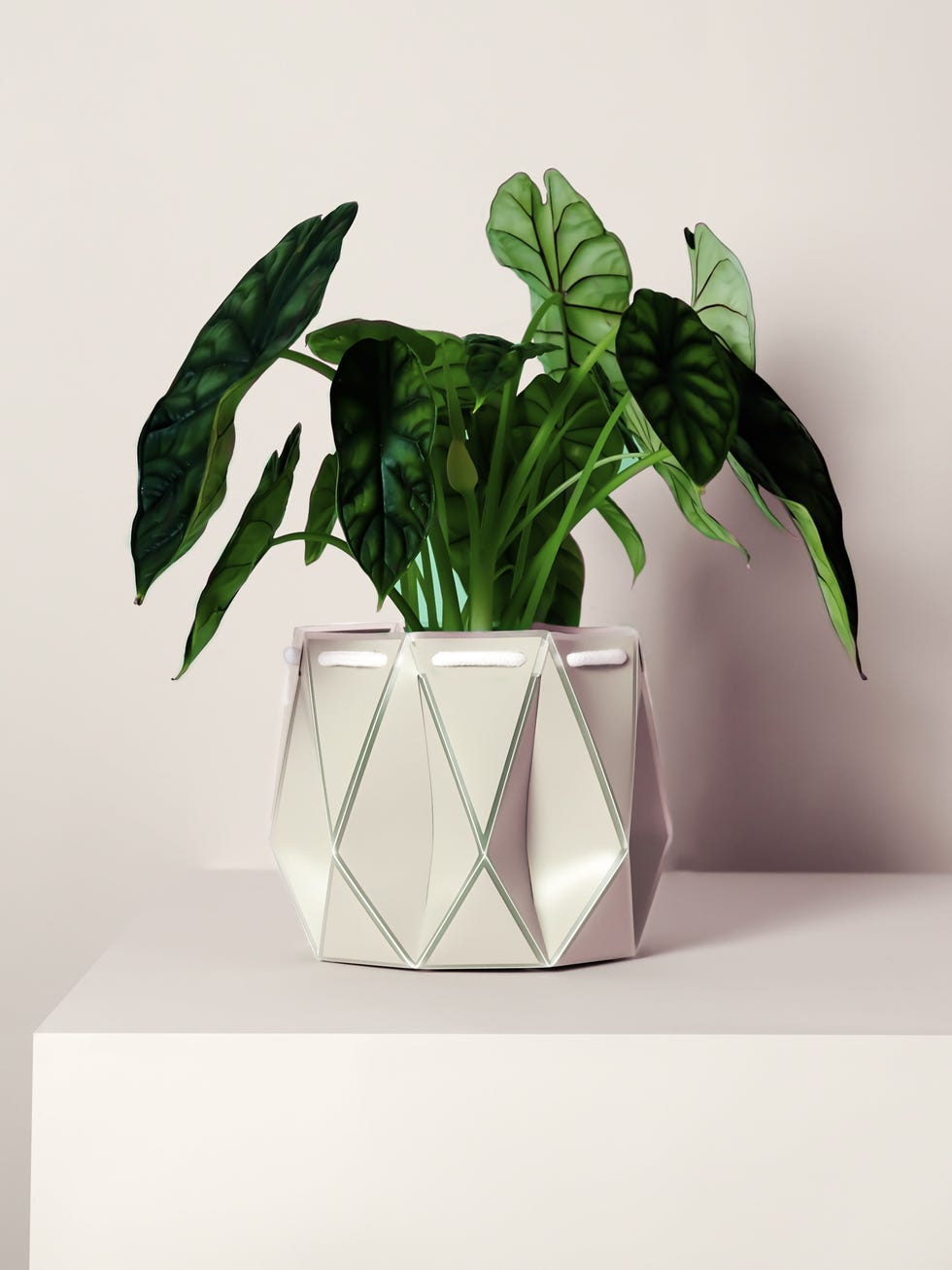 2024 WINNER: POTR Pot, 18cm in White Ivory - £24