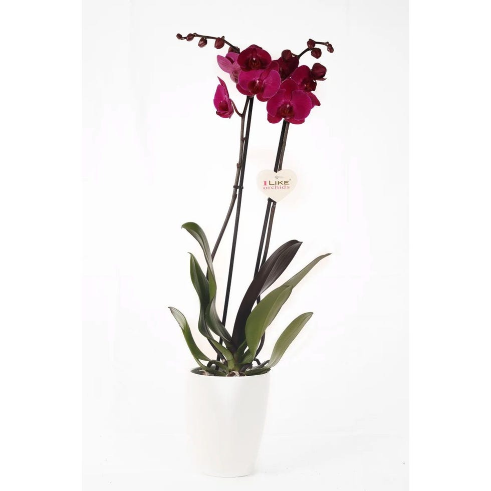 Orquídea con flores rojas, Phalaenopsis Montreux