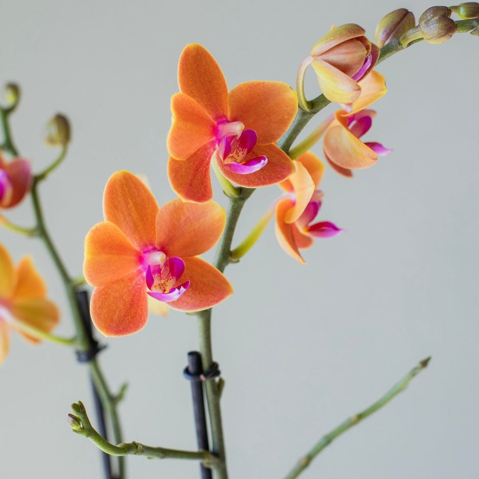 Orquídea Paprika Naranja
