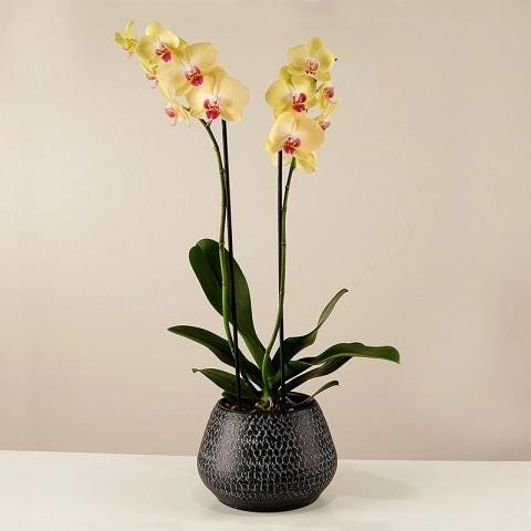 Orquídea Amarilla