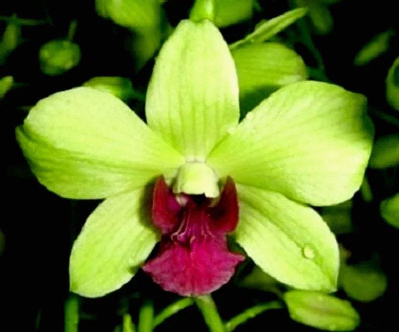 Orquídeas dendrobium verde