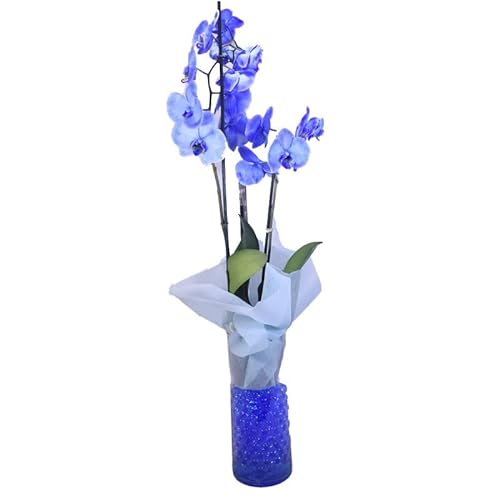 Orquídea Color Azul (tintado)