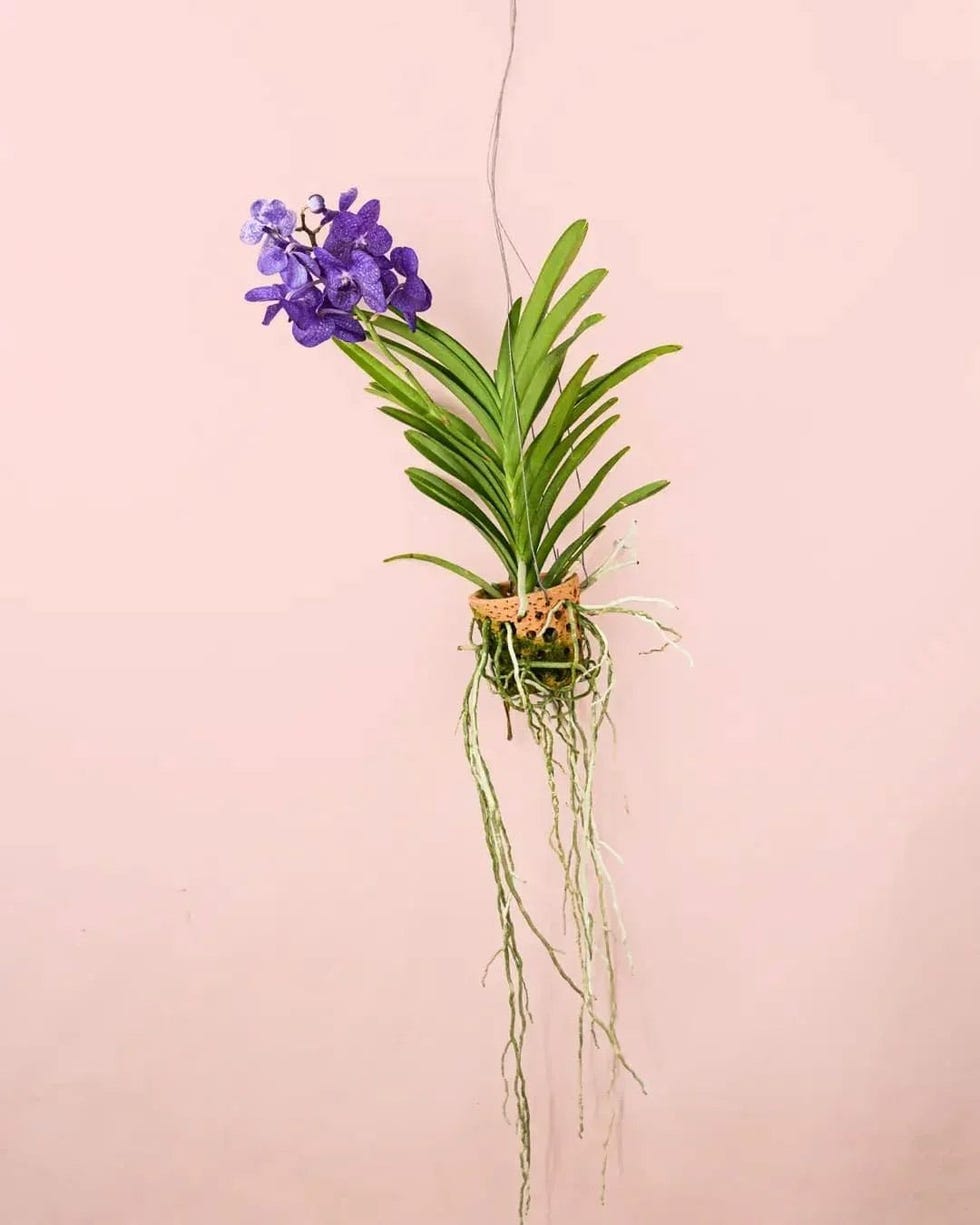 Orquídea Vanda morada