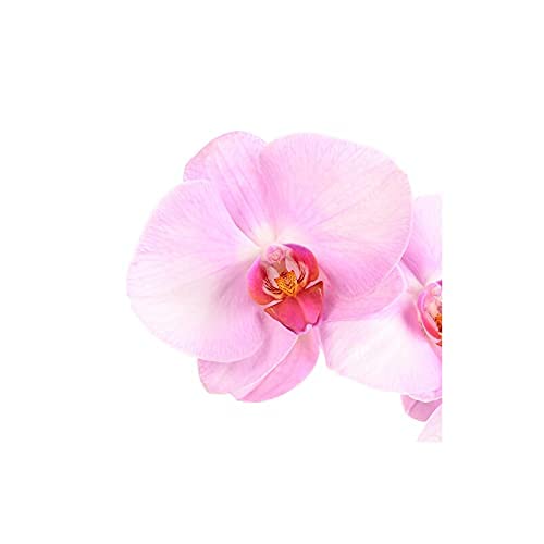 Orquídea Phalaenopsis natural Rosa
