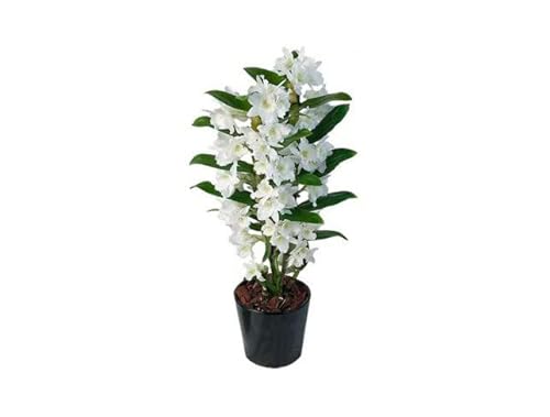 Orquídea Dendrobium Nobile Blanco 