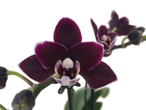 Orquídea Phalaenopsis Exótica