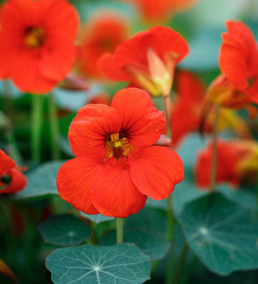 Nasturtium 'Empress of India' (Tropaeolum majus)