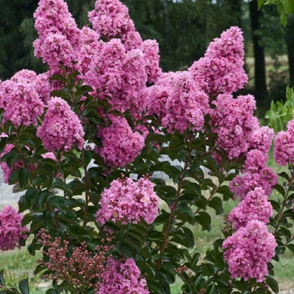 Lagerstroemia indica Rosea Grassi - Crape Myrtle - Large Tree