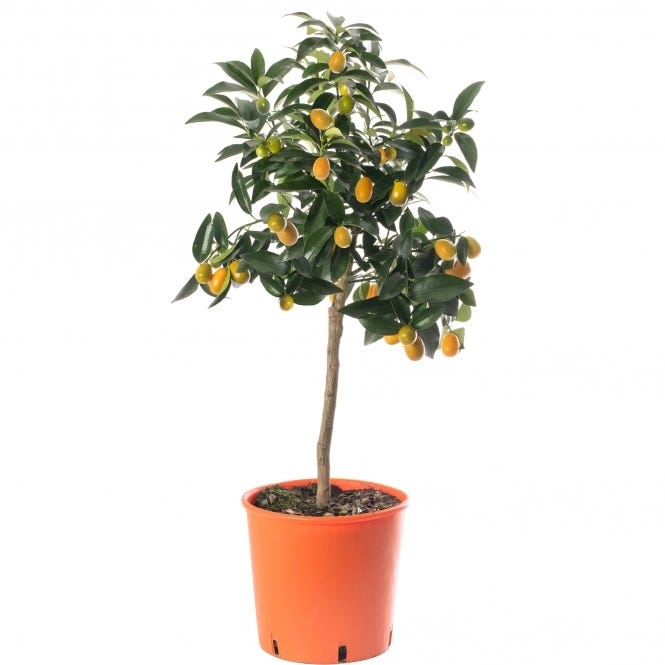 Kumquat Tree