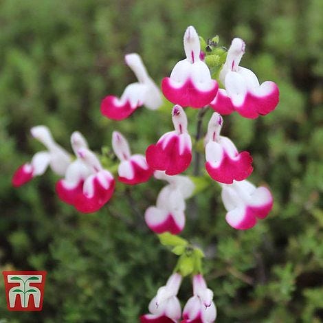 Salvia 'Cherry Lips'