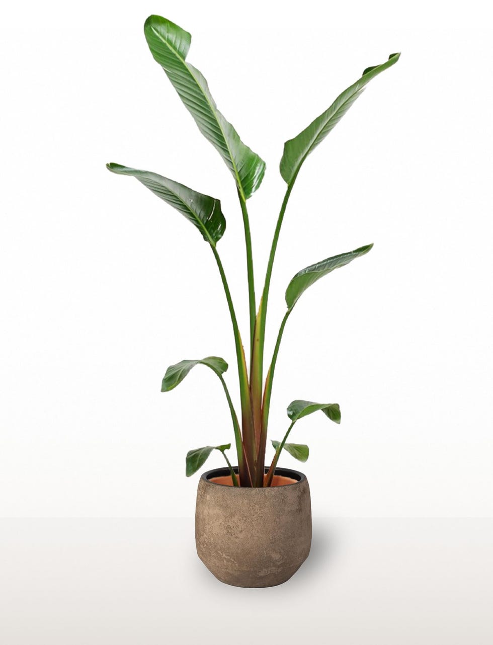 Planta tropical con maceta Strelitzia Reginae