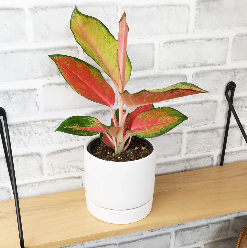 Chinese Evergreen