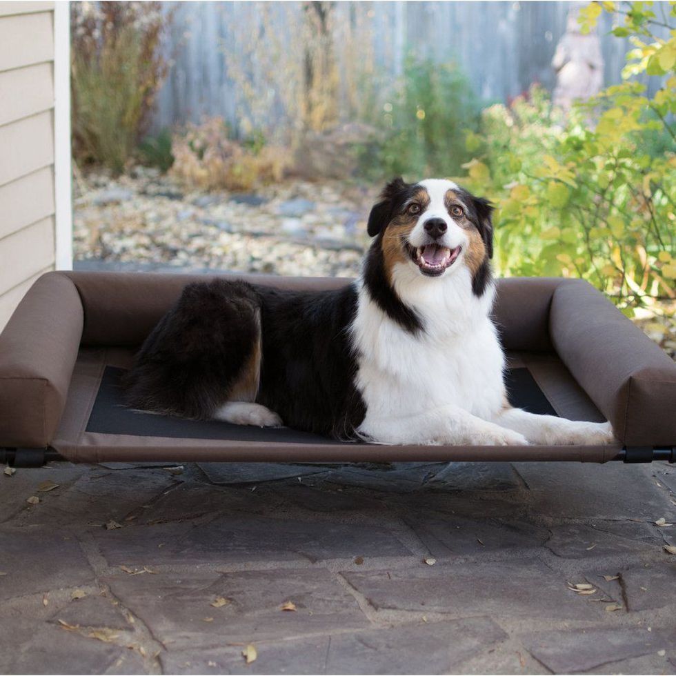 Elevated Pet Cot with Bolsters