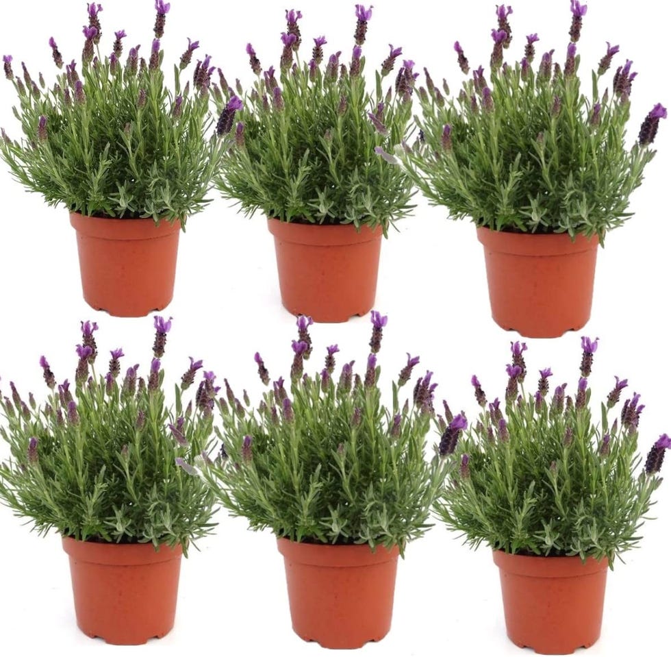 6 Lavandas Planta Natural