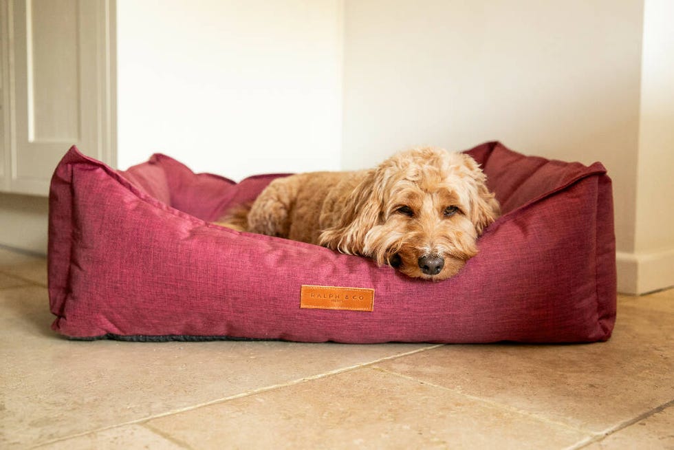 Waterproof Dog Bed Ascot