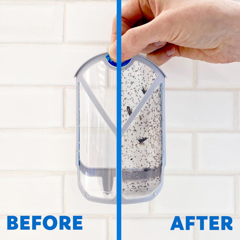 Flying Insect Trap