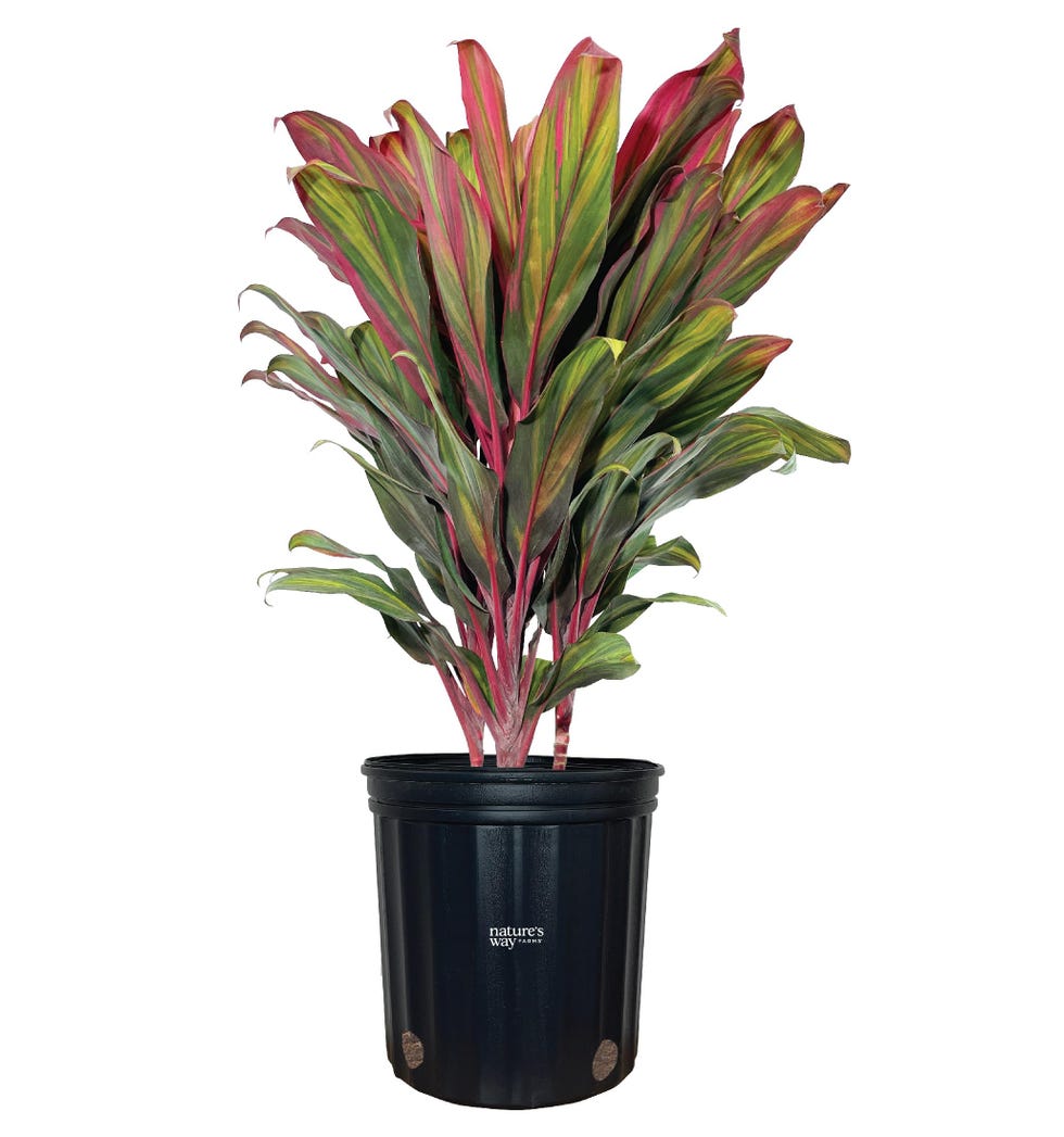 Cordyline Harlequin