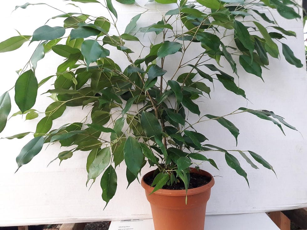 Weeping Fig Tree