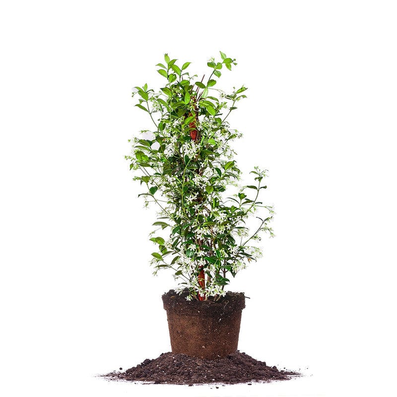 Star Jasmine Vine Shrub