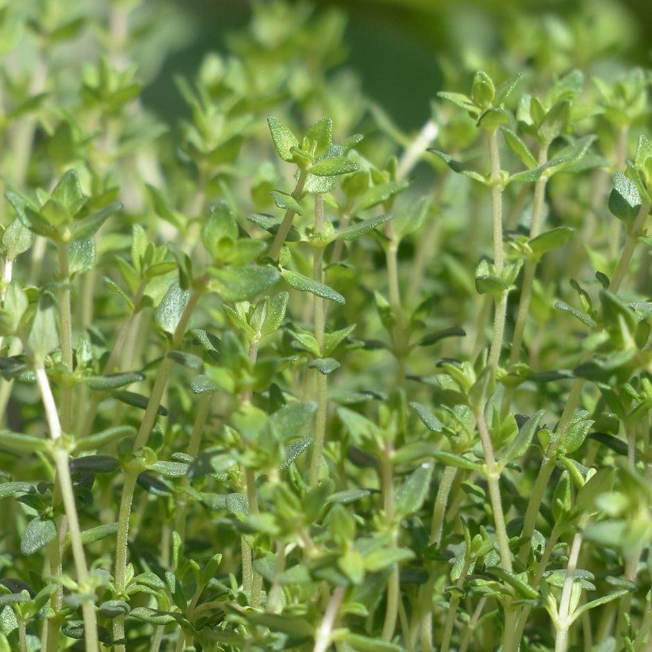 Thymus 'Thyme of Provence'