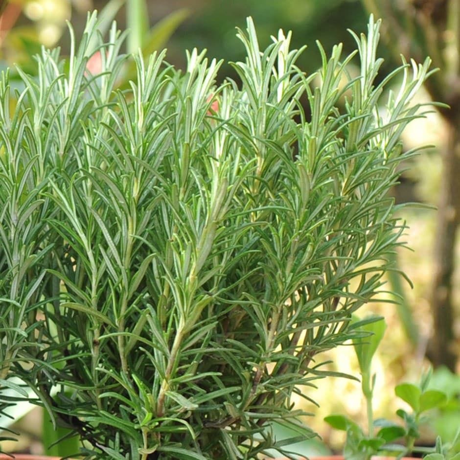 Rosemary