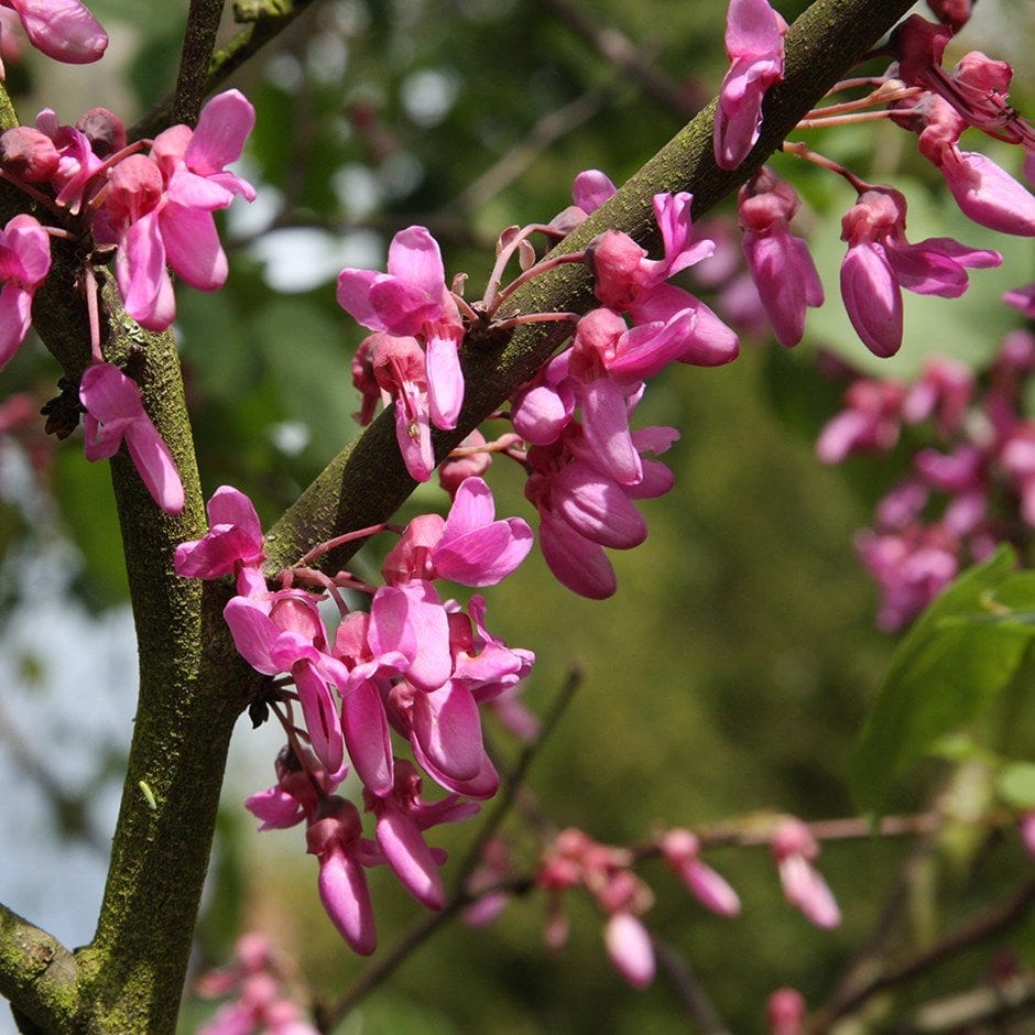 Cercis siliquastrum 'Bodnant'