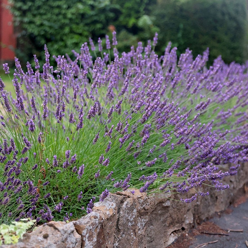 Lavandula × intermedia 'Grosso'