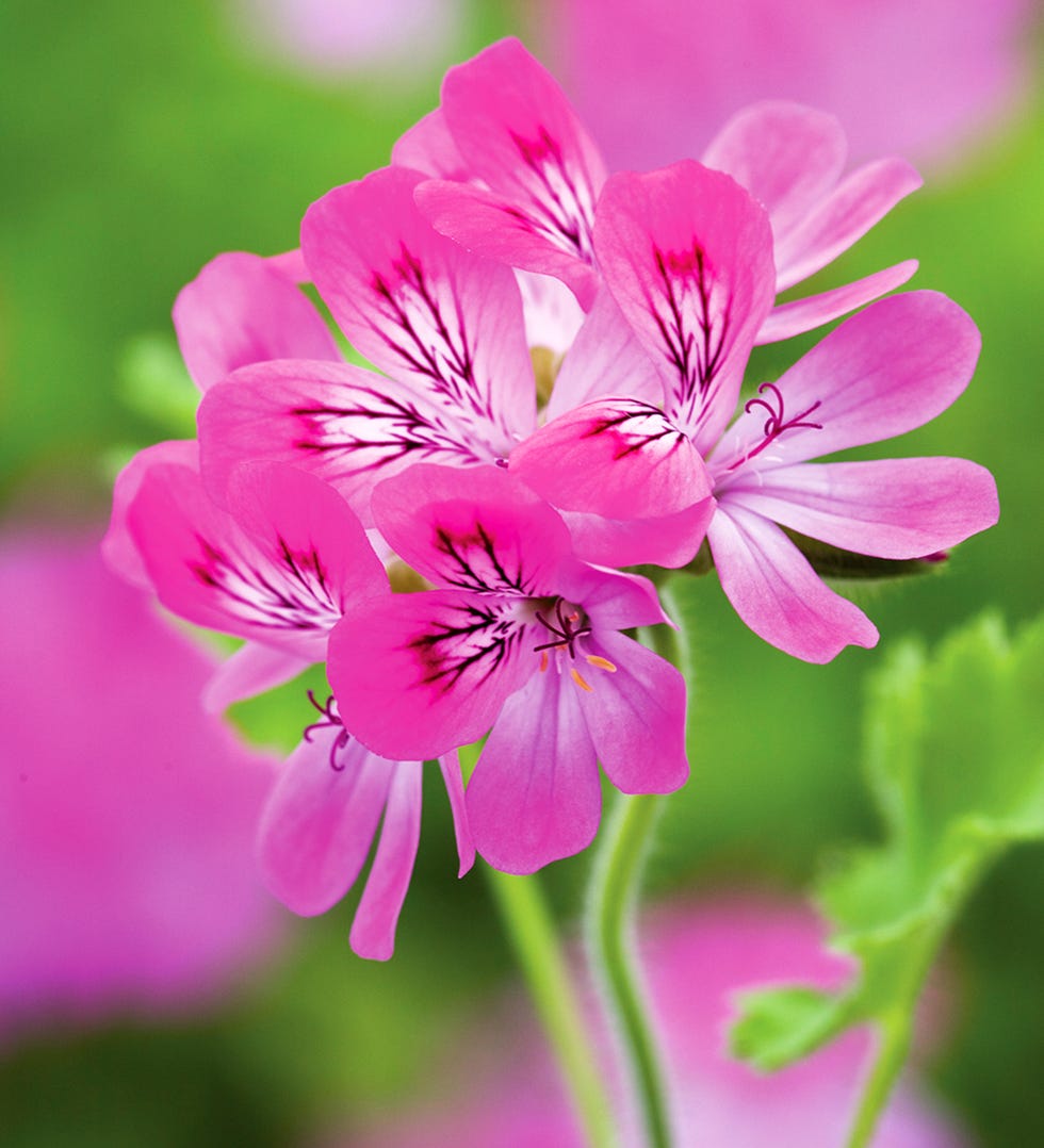 Pelargonium 'Pink Capitatum' (Scented)