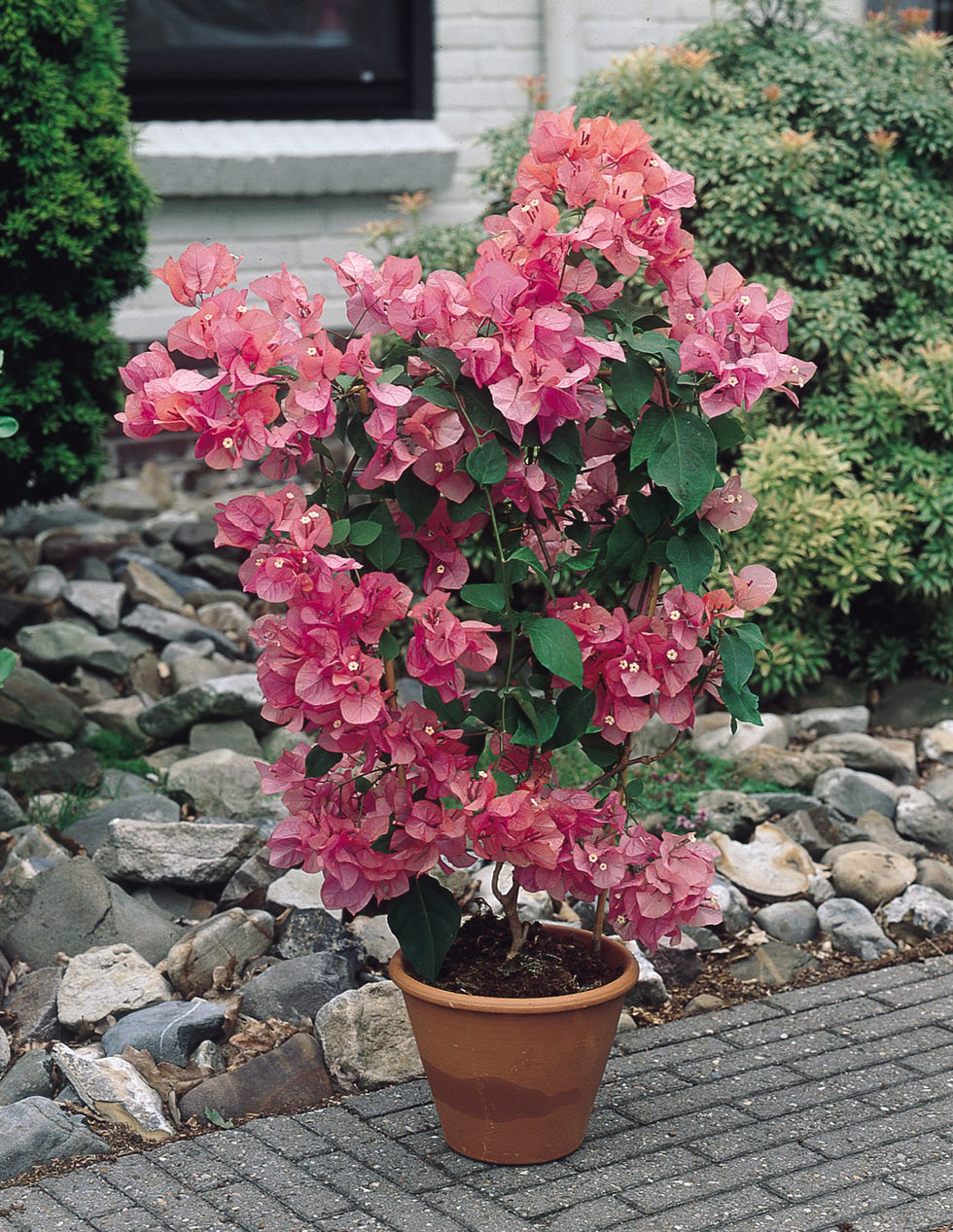 Bougainvillea Pink