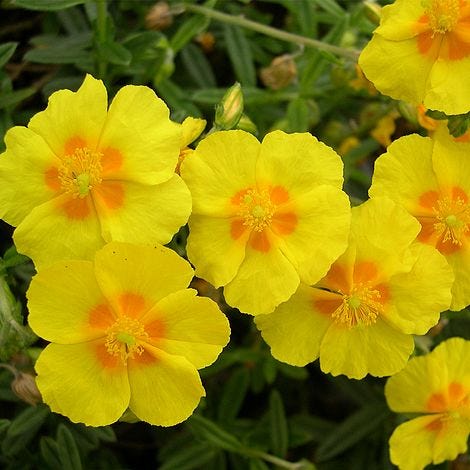 Helianthemum 'Ben Fhada'Rock Rose, Sun Rose