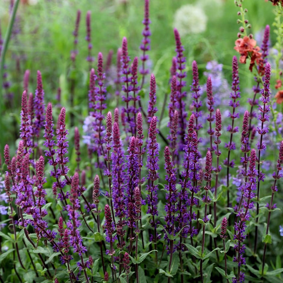 Salvia nemorosa 'Caradonna'