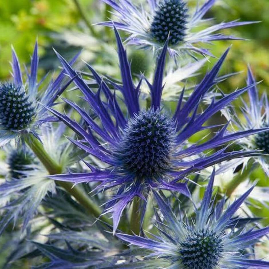 Eryngium × zabelii 'Big Blue'