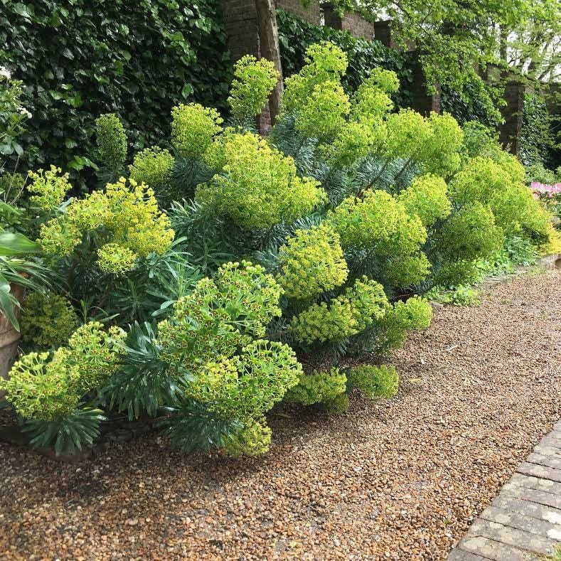 Euphorbia characias subsp. wulfenii