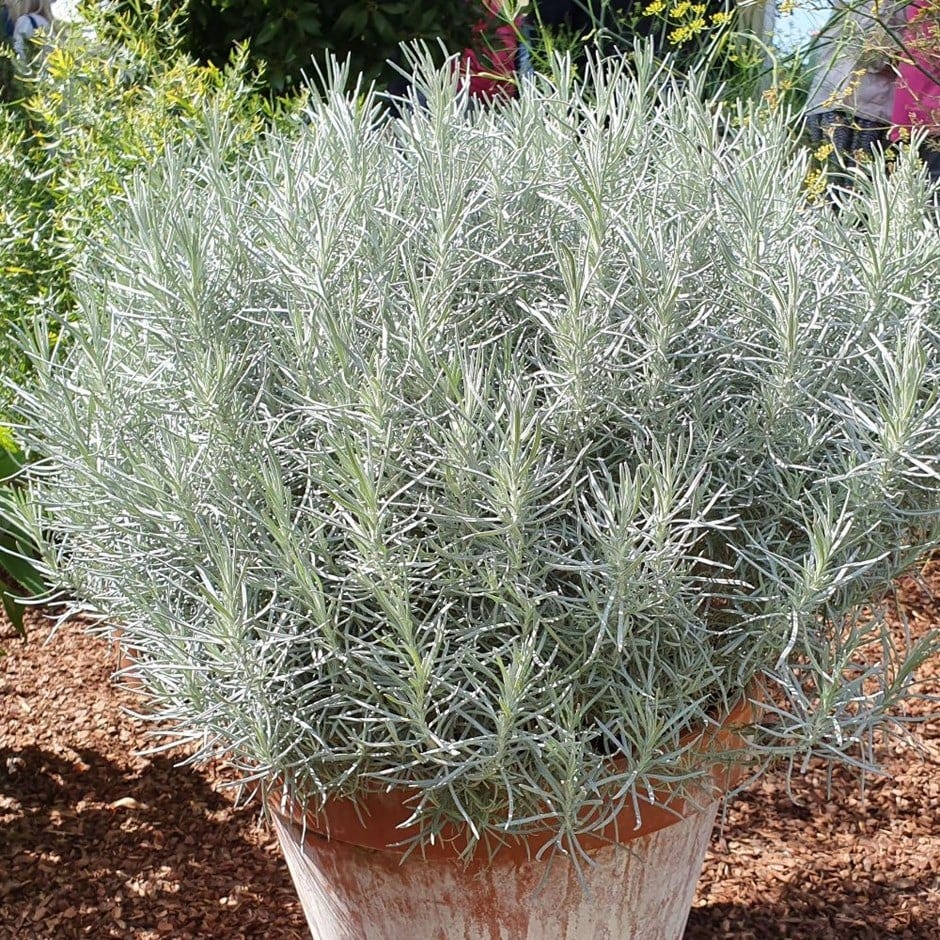 HELICHRYSUM ITALICUM Curry plant