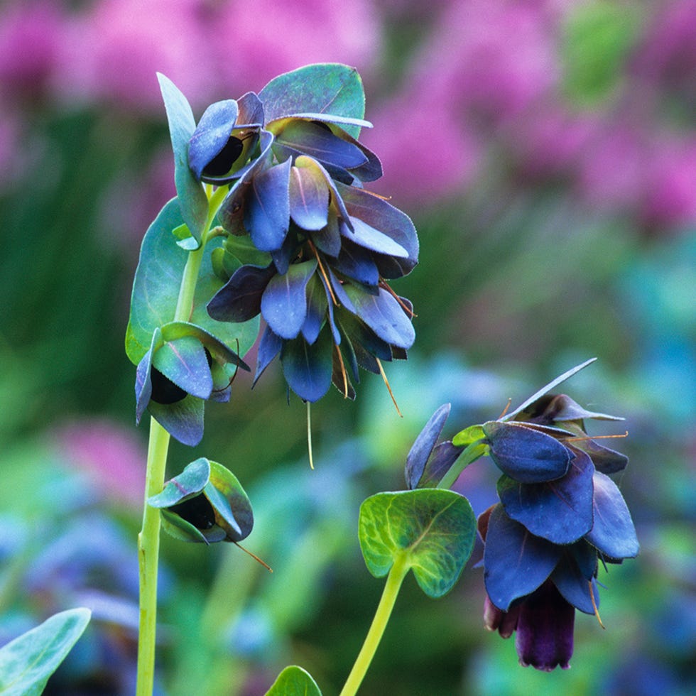 Cerinthe major 'Purpurascens'