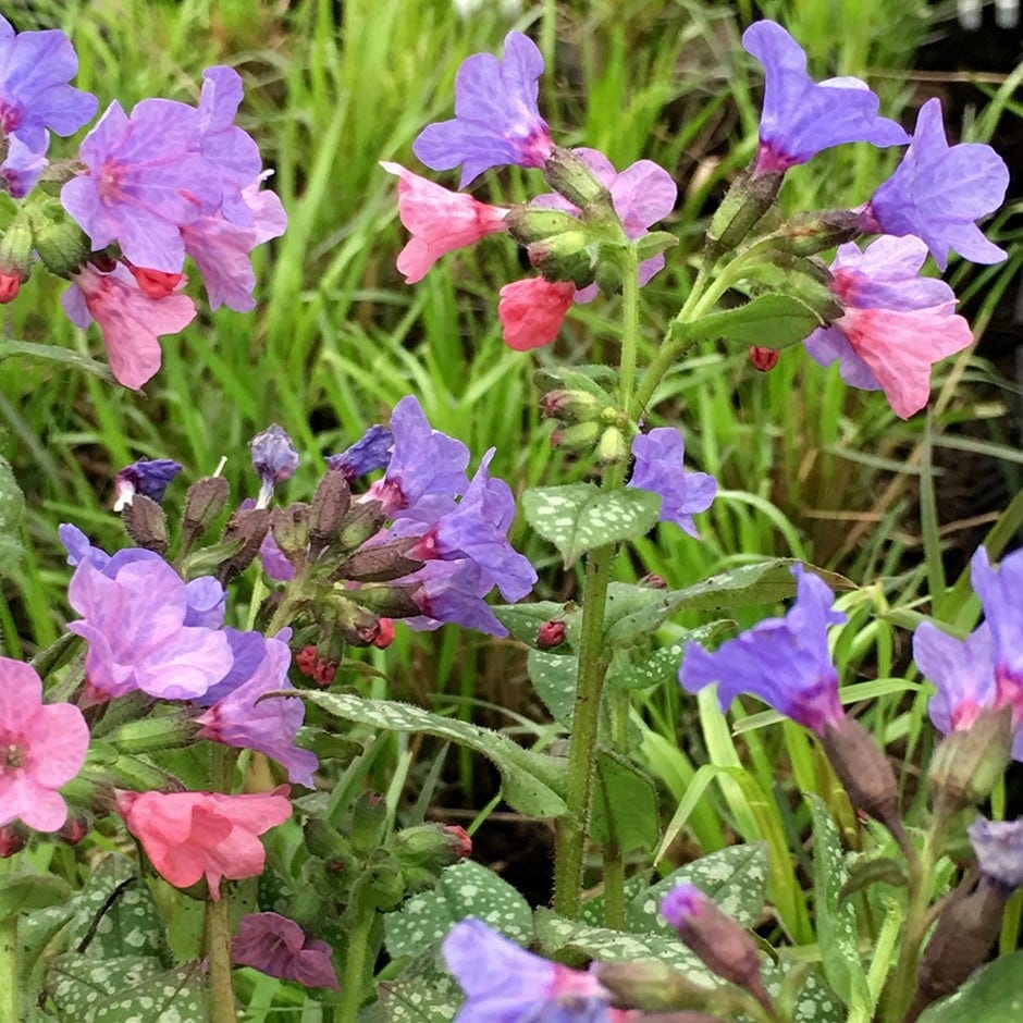 Pulmonaria saccharata 'Mrs Moon'