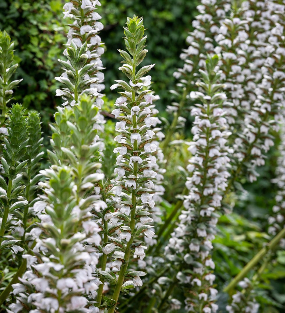 Acanthus mollis 'Rue Ledan' (Latifolius Group)